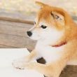 百度用户UID2271206980 二茶君 null 的头像