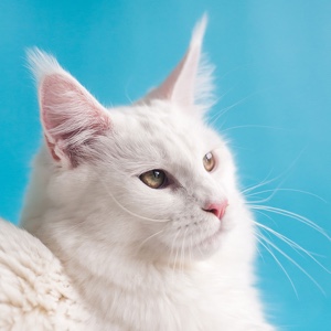 百度用户UID6455511461 锦囊妙计uuu 贴吧用户_JSU9WPG 的头像