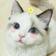 百度用户UID3455159729 hzhzjzn 糖暮暮 的头像