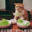 百度用户UID2799715537 du468ryu446 orangkille 的头像
