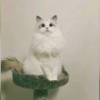百度用户UID4144494491 enjoy布偶猫 null 的头像