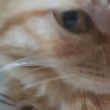 百度用户UID6456177413 皮搋子猫2号 七十八猫 的头像