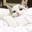 百度用户UID6021437552 猫猫油猫病 易梦幻曦 的头像