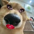 百度用户UID5408004496 枫枫枫枫枫zzz 啊羊？ 的头像