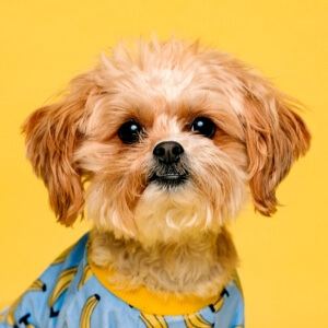 百度用户UID4323834835 educationvideo null 的头像