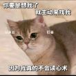 百度用户UID2520466621 礼貌同66 该emo了😺 的头像