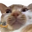 百度用户UID2496793254 Urukior 派大星不得吃香菜 的头像