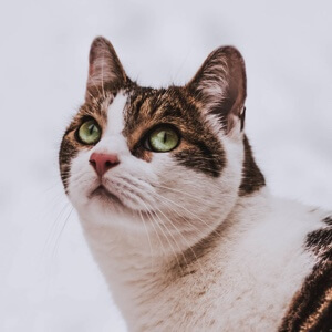 百度用户UID6424072330 頔飨瓠爊 这是猫猫 的头像