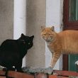 百度用户UID6694308781 null Ultracat 的头像