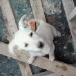 百度用户UID1347039 jinghaitao 抬起狗头来 的头像