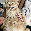 百度用户UID6955594448 null 猫鼠鼠1 的头像