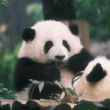 百度用户UID3492583100 那路是窄的 老中人 的头像