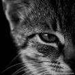 百度用户UID3395818570 1沉睡的猫1 传说幻想 的头像