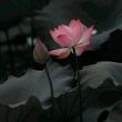 百度用户UID6688238614 滚去热热热 不吃薯条2 的头像