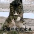 百度用户UID6484032568 null 阴暗摆烂忧郁男 的头像