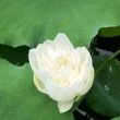 百度用户UID7042328245 清荷Purelotus null 的头像