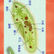 百度用户UID2039821085 vy7qw5 Al_草履虫 的头像