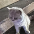 百度用户UID7093669463 小猪想吃肉2 贴吧用户_JbPQbWe 的头像