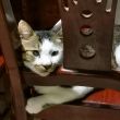 百度用户UID1561793980 暂别相思一长亭 虎猫 的头像