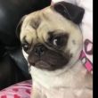 百度用户UID1644815552 小笨猪12345678 null 的头像