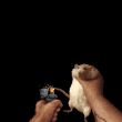 百度用户UID4695613308 天皇先辈 爆炸鼠鼠🐭 的头像