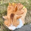 百度用户UID3436014855 无痕牧 叶刺猬猫 的头像
