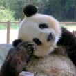 百度用户UID1706985815 斯德兰特爵士 启蛰🐼 的头像