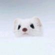 百度用户UID794679237 wi5hu25 🐭邢,必须🐭邢 的头像