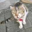 百度用户UID6483967920 不过是猫罢了 null 的头像
