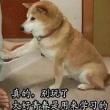 百度用户UID3912588697 且听枫吟在浮生 加纳！！！！！ 的头像