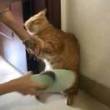 百度用户UID6574496069 null 猫猫爆破拳👊 的头像