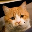 百度用户UID757724779 丿Sun丶57 小橘猫🎀 的头像