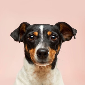 百度用户UID6090722696 puppydo9 null 的头像