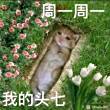百度用户UID5324995906 1948228821a stilite 的头像
