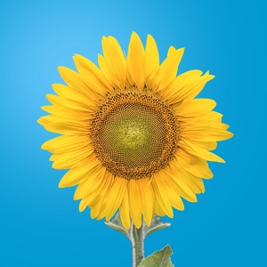 百度用户UID3928375409 null 曲飞光05e 的头像