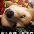 百度用户UID1812311148 null 睡懒觉叫不醒💤 的头像