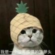 百度用户UID4120609278 小虞姬up null 的头像