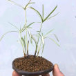 百度用户UID3517325363 小草年华店长 null 的头像