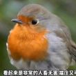 百度用户UID5483776422 文明观鸟 无敌哈基鸟大王 的头像