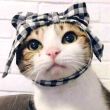 百度用户UID1412440192 乖乖5无悔 海绵宝宝小😺儿 的头像