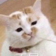 百度用户UID2406816619 星座vy 我想吃小猫 的头像
