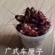 百度用户UID3544626975 EveLynn喵喵 EveLyn💥 的头像