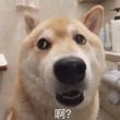 百度用户UID3161509207 取名真难啊shit 厚礼蟹的蟹◆ 的头像