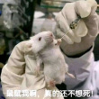 百度用户UID3498206105 这货会人格切换 鼠不尽的快乐🤗 的头像