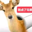 百度用户UID2226471419 Richarongdle 翊雨岚 的头像