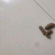 百度用户UID1265835191 张红红杨东秀 头是和狗 的头像