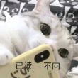 百度用户UID1067658271 暴走的毛球2333 null 的头像