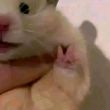 百度用户UID4809883667 wgy1499604529 可爱的🐭🐭☺ 的头像
