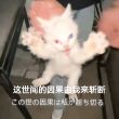 百度用户UID2266071883 import_pygame 宇智喵带土 的头像