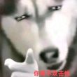 百度用户UID4055907536 ALEX张扬B 射不到惠人 的头像